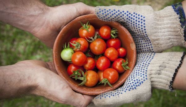 <br />
                    Российские фермеры обеспокоены возможным повышением квоты на ввоз томатов из Турции<br />
                